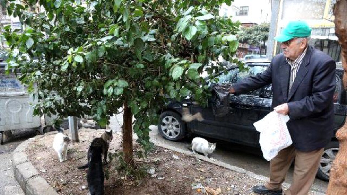 75 Yaşında Sokak Kedilerini Besliyor