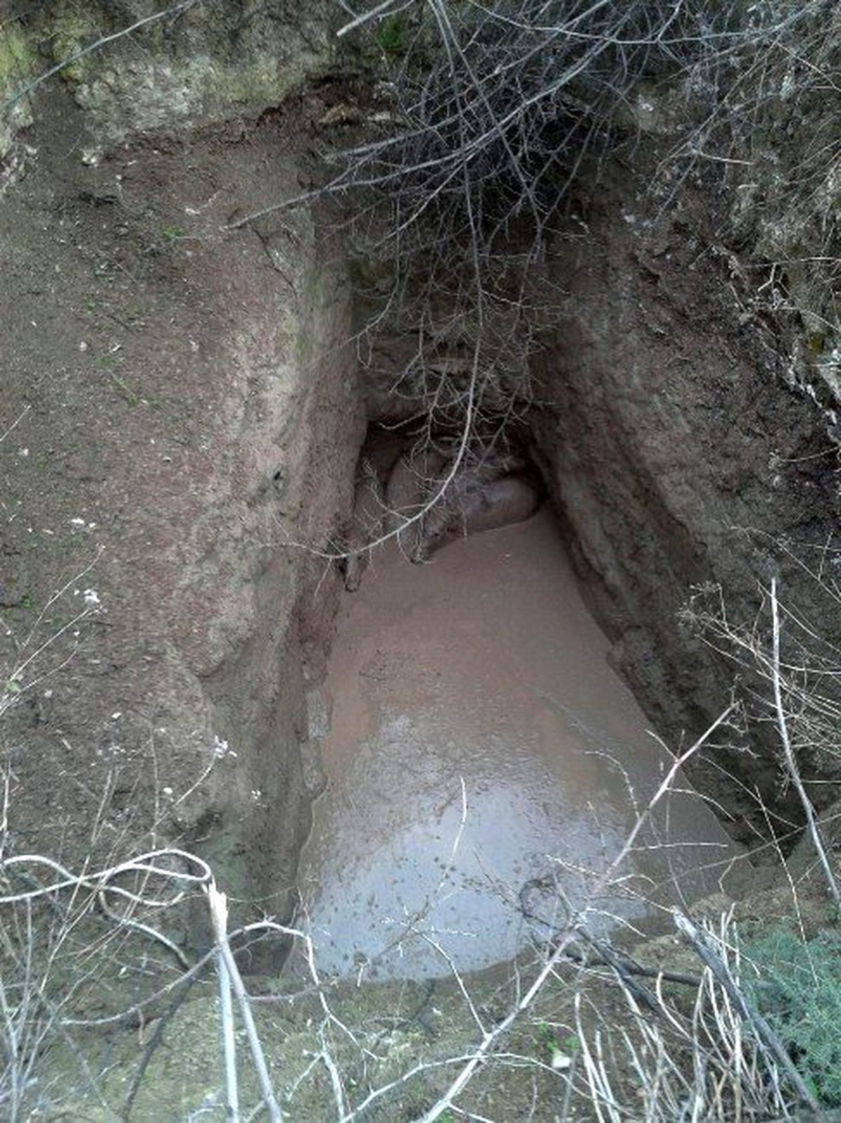 Dağdan İnen Domuzlar Su Dolu Çukura Düştü