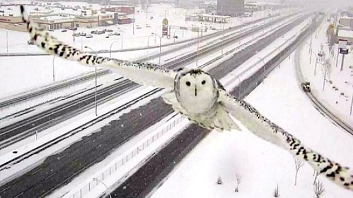 Devasa Kar Baykuşu Trafik Kamerasına Poz Verdi!