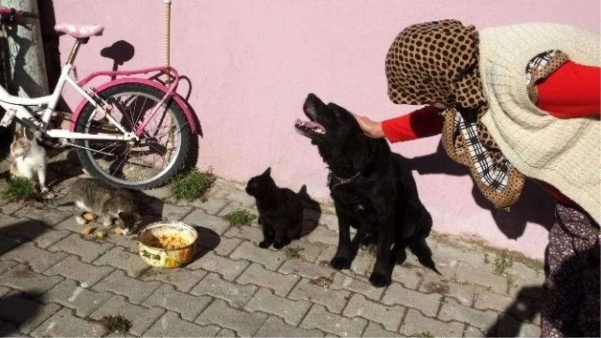 Havran\'da Köpek ile Kedilerin Dostluğu Hayran Bıraktı