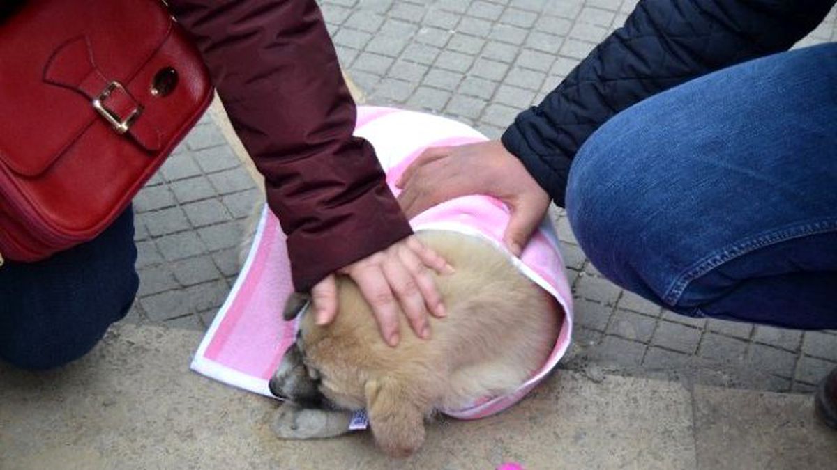 Yaralı Köpeğe Merhamet Eli