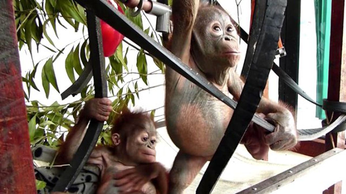 Bebek Orangutanlar İlk Kez Karşılaştı