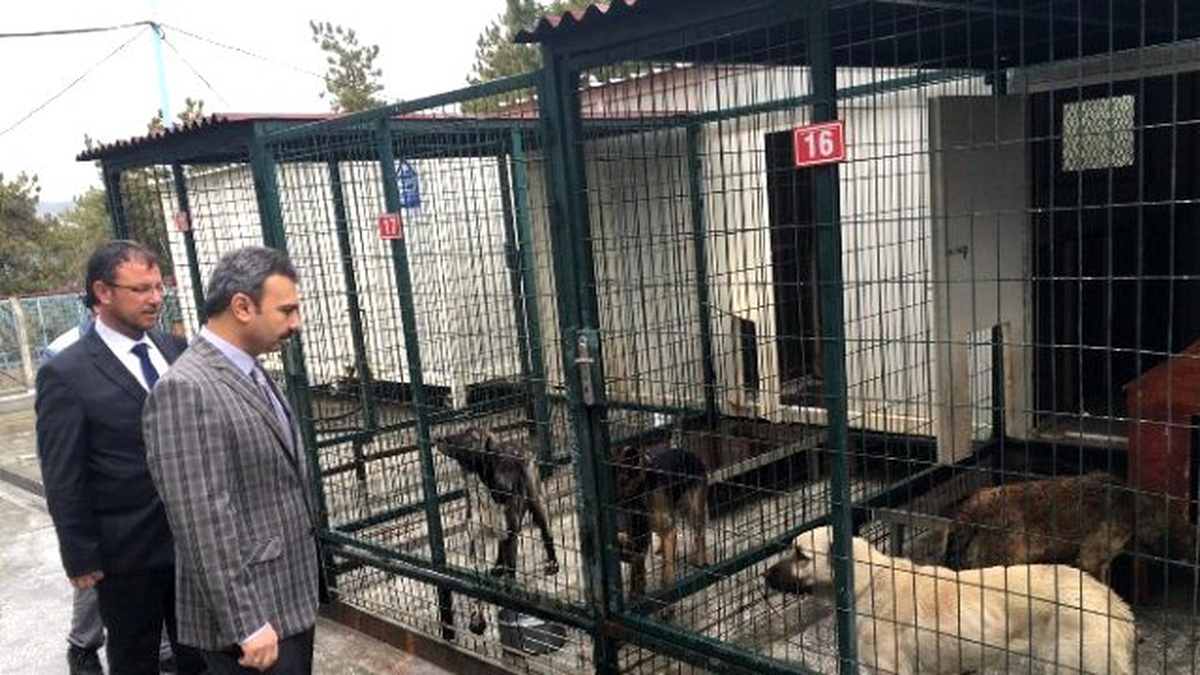 Çorum Belediyesi, Sokak Hayvanlarına Sahip Çıkıyor