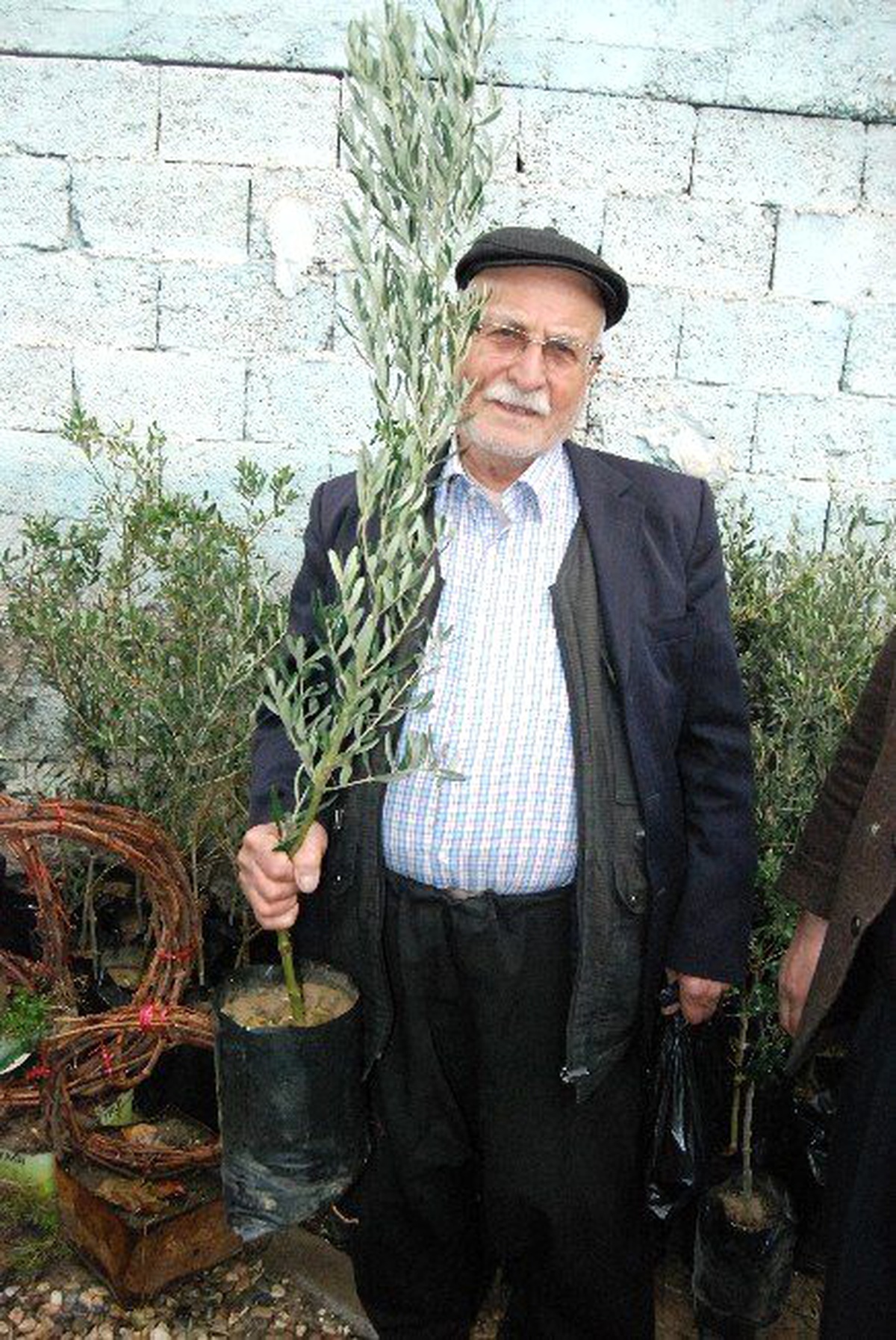Kahramanmaraş\'ta Zeytin Fidanı Fiyatları Arttı