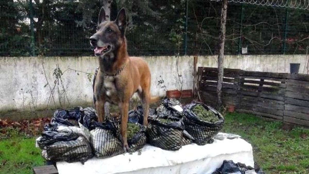 Narkotik Köpeği Alfa 17 Kilo Esrar Yakaladı