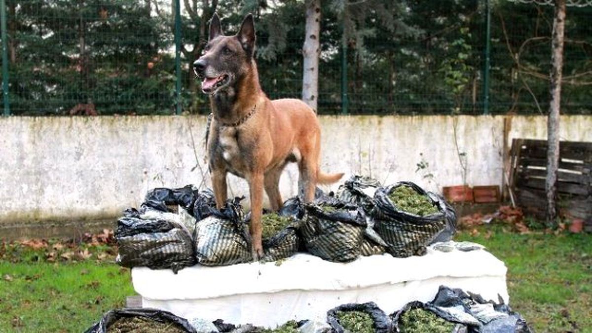 Narkotik Köpeği Alfa\'dan Bingo