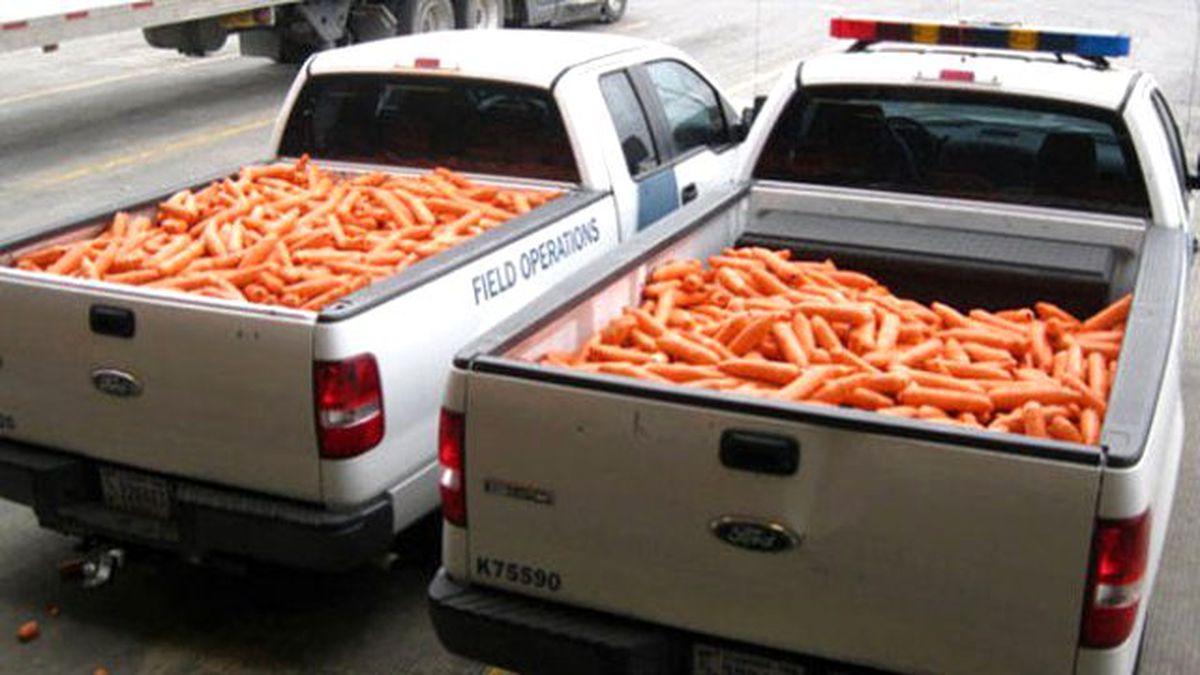 Bir Ton Uyuşturucu Maddeyi Havuçların Arasına Gizlediler