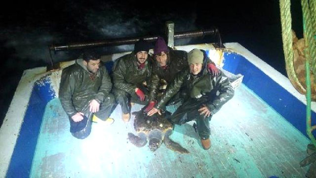 Balıkçıların Ağına Caretta Caretta Takıldı