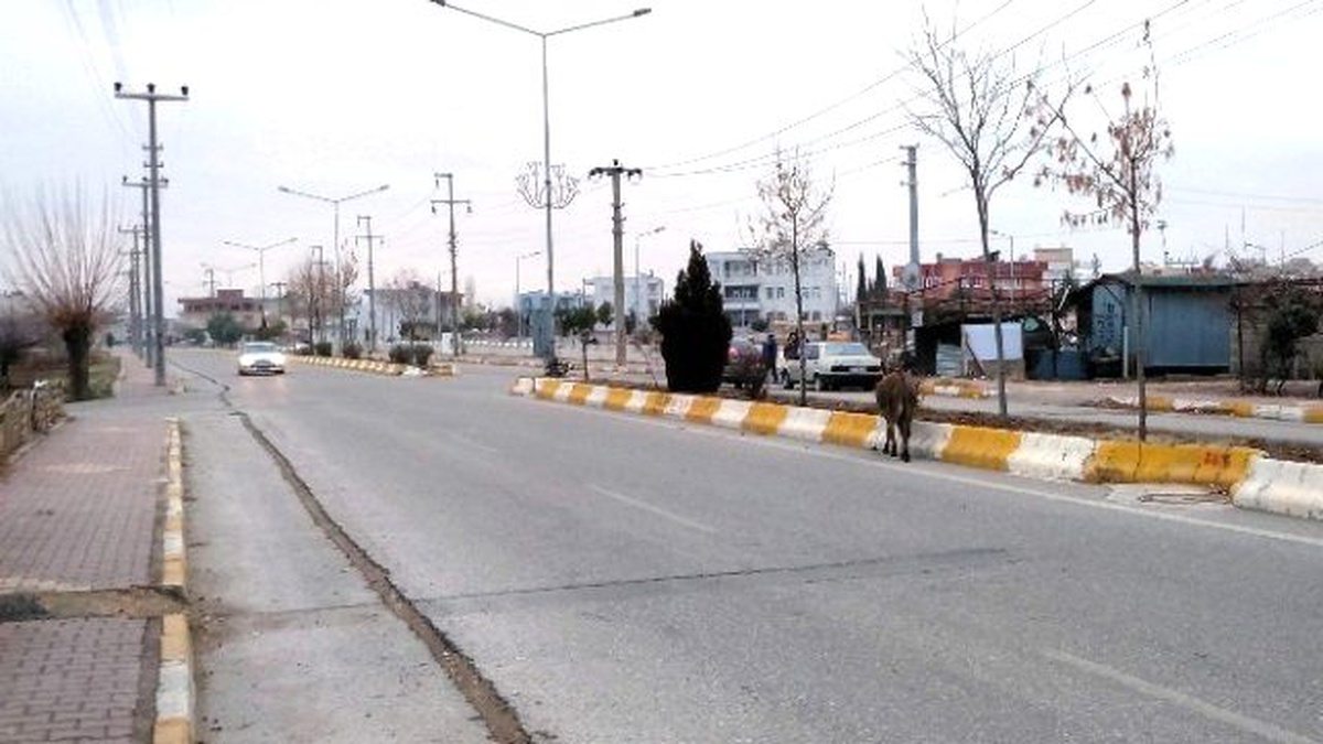 Başıboş Hayvan, Sürücülere Zor Anlar Yaşattı