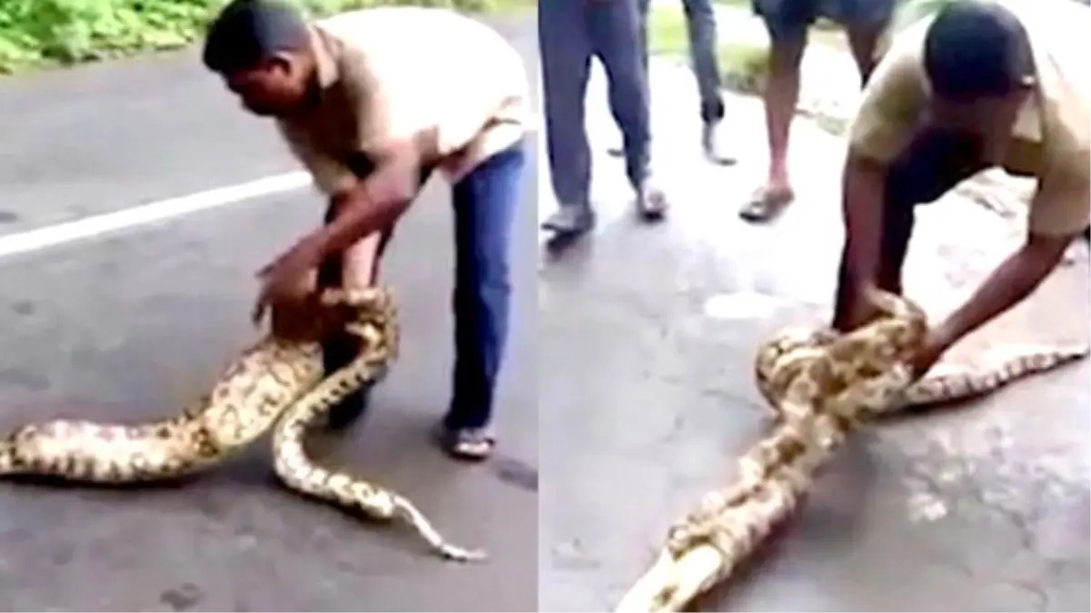 Çılgın Çiftçi Pitonun Midesinden 2 Keçisini Çıkardı