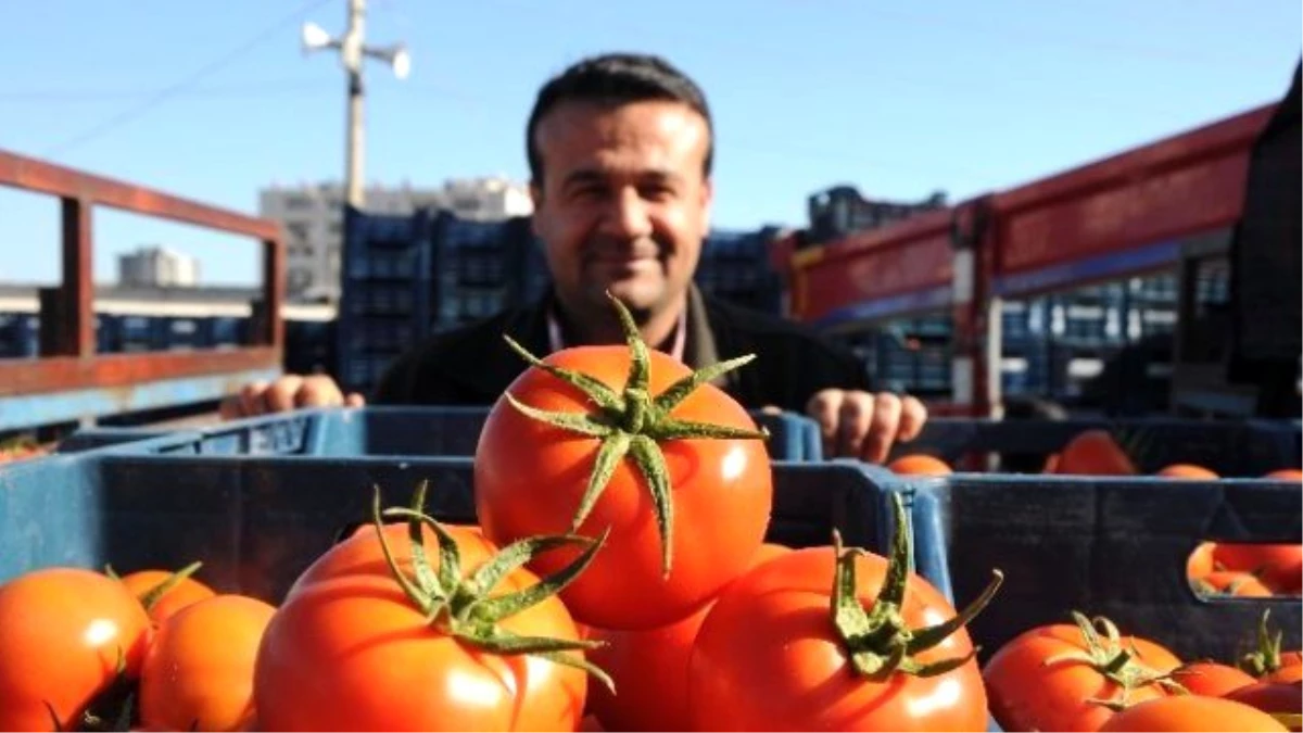 Domates Dalından Tezgaha Dört Kat Pahalıya Ulaşıyor