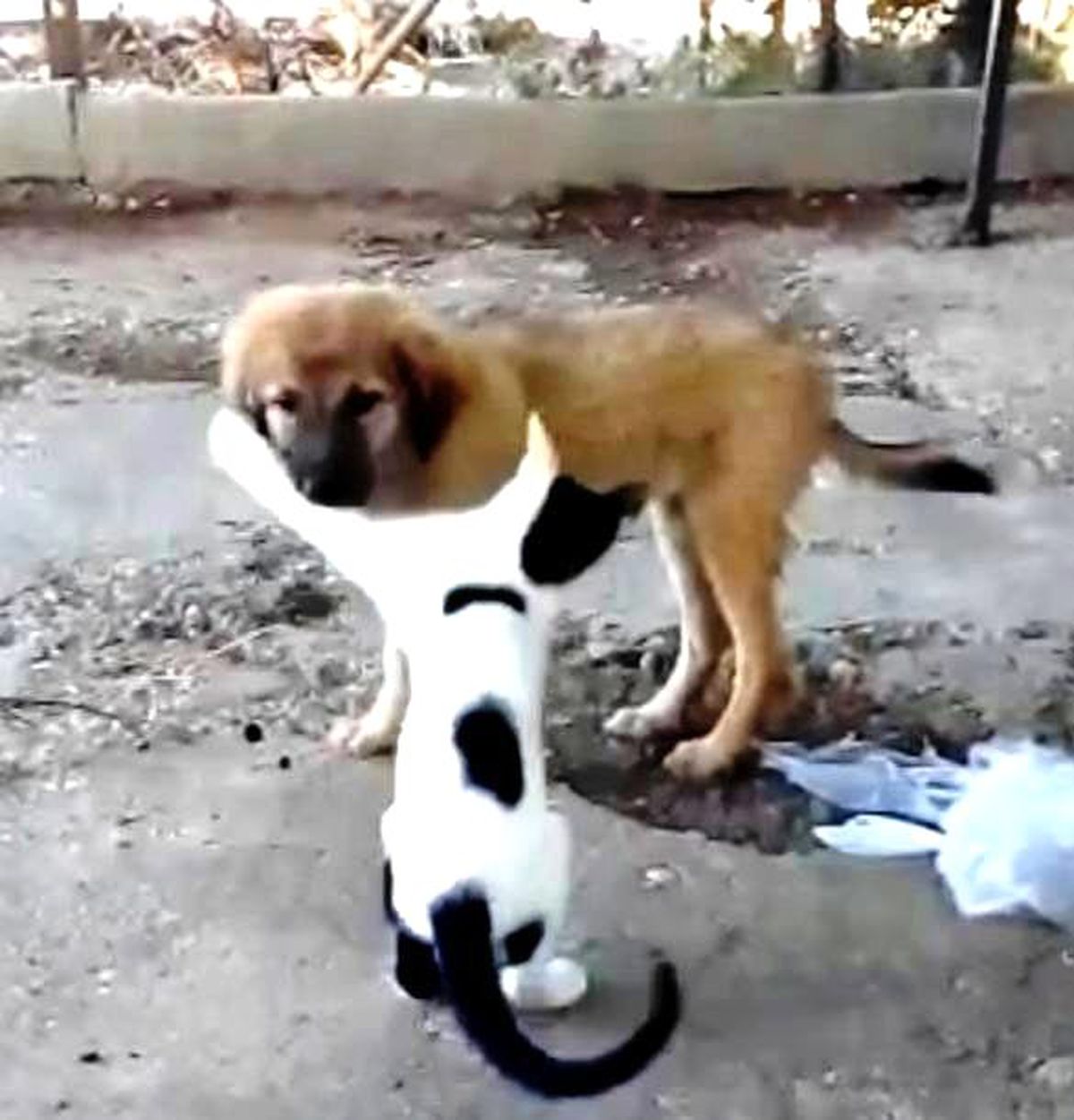 Kedi ve Köpeğin İlginç Dostluğu