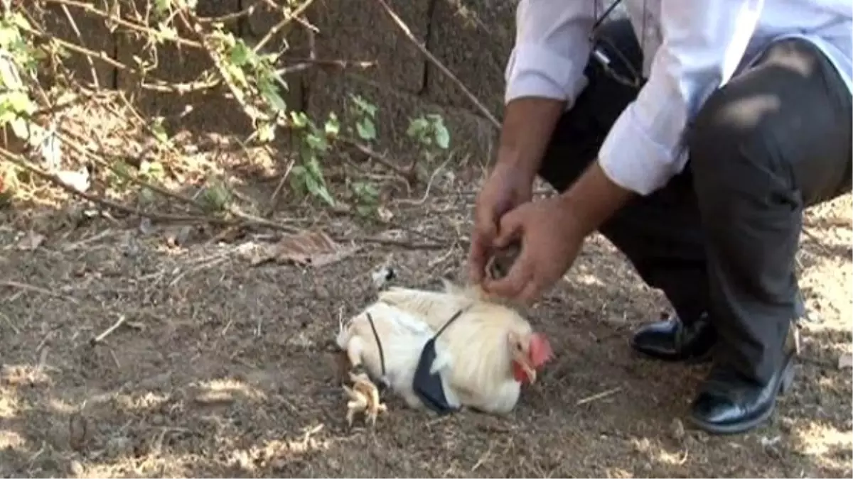 'Kurşun Geçirmez' Dediği Muskayı Test Ederken Horozu Öldürdü