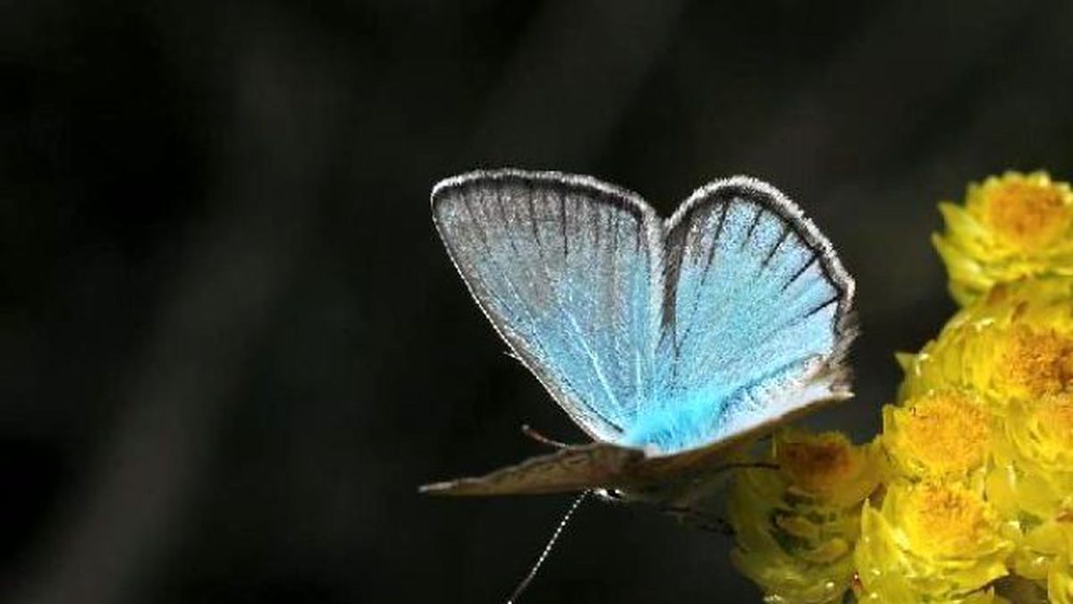 Türkiye'de Yeni Kelebek Türü Bulundu
