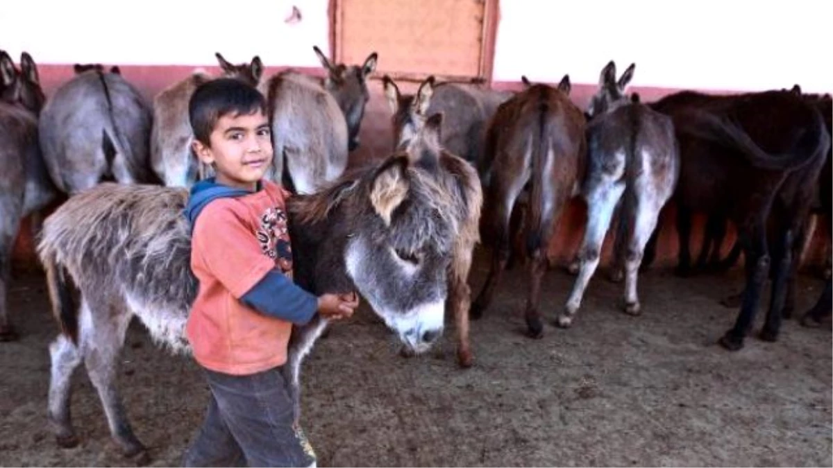 Türkiye\'nin Dört Yanına Eşek Sütü Satıyor