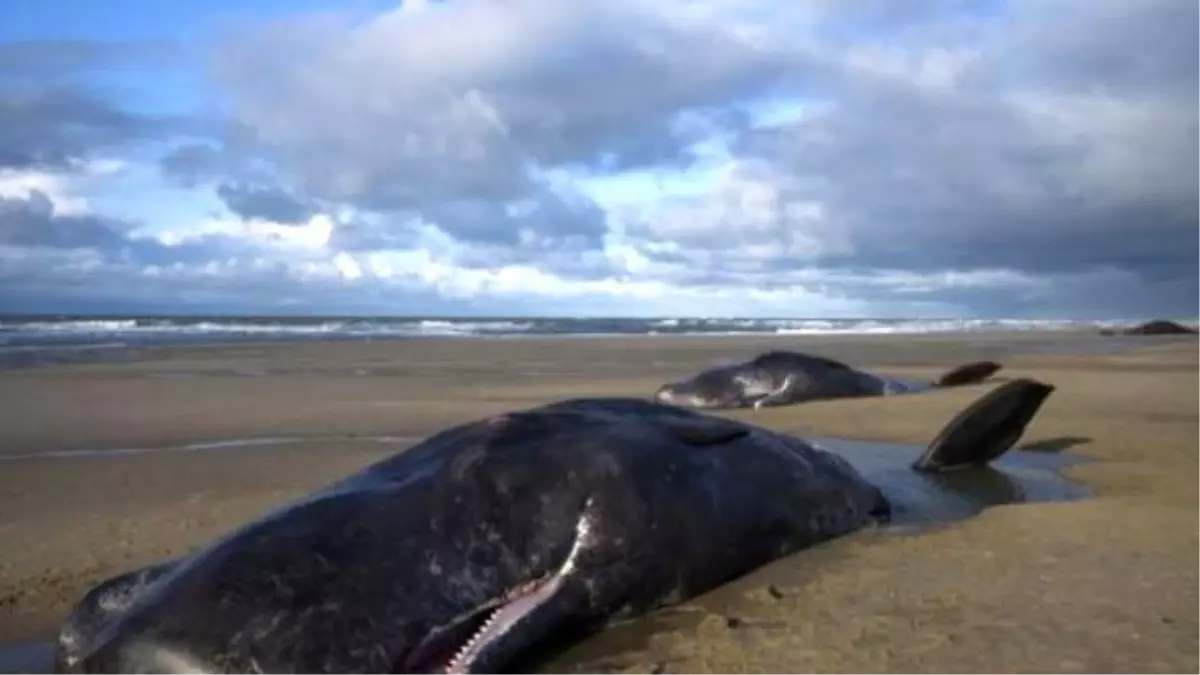 Devasa Balinalar Kumsala Vurup İntihar Etti!