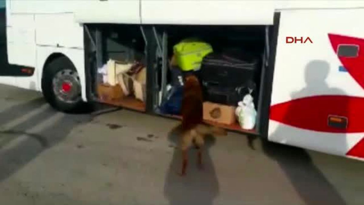 Manisa\'da 2 Günde 23 Kilo Esrar Ele Geçirildi
