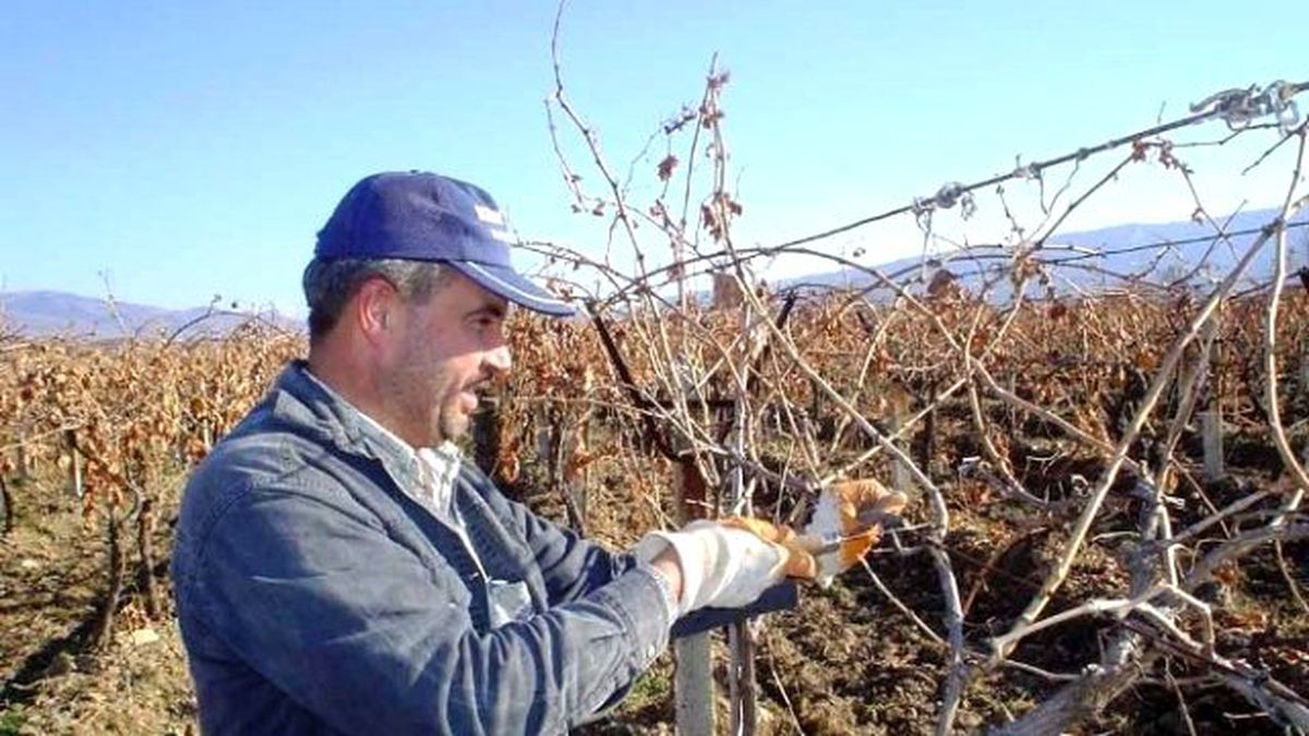 Sarıgöl\'de Bağ Budama Yevmiyesi 70 Lira Olarak Belirlendi