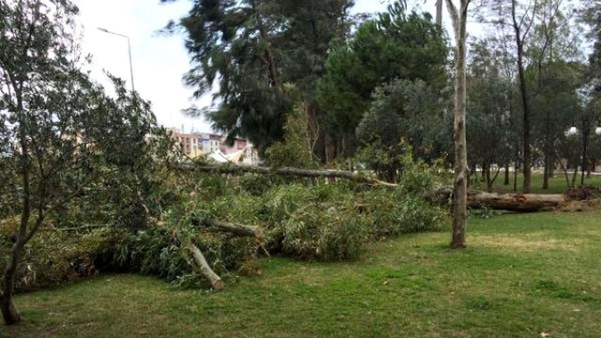 Manisa\'da Lodos Ağaçları Devirdi