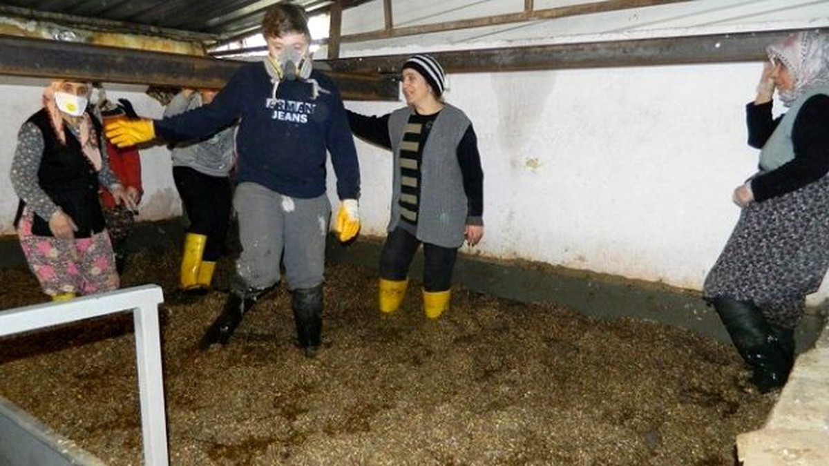 Mudanya\'da Organik İstiridye Mantarı Üretiyorlar