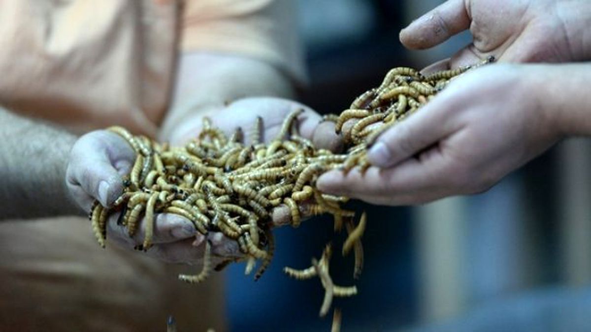 Un Kurduna Yoğun Talep