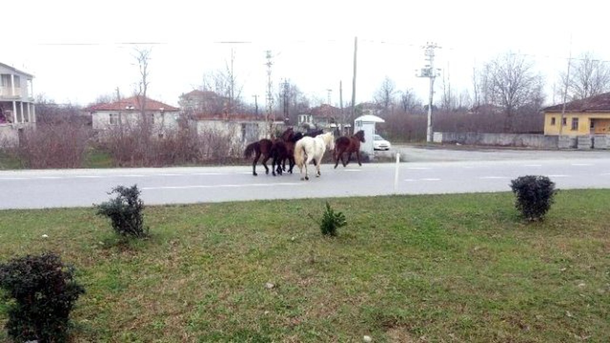 Yılki Atlar Karayolunda Kazalara Davetiye Çıkartıyor