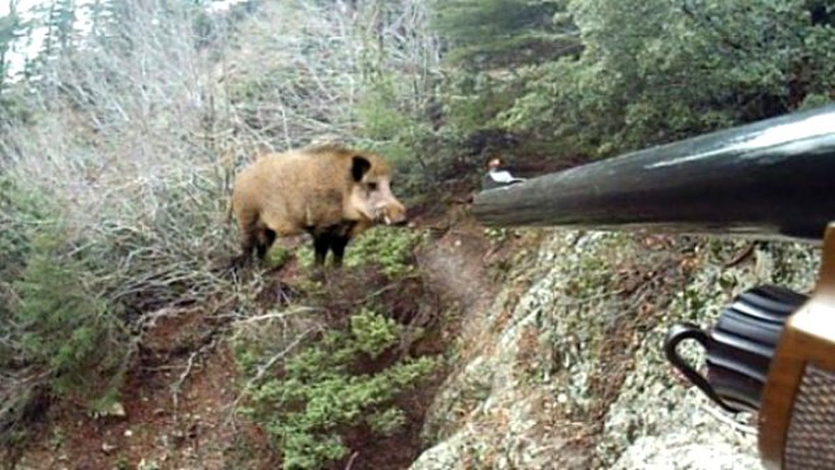 Amatör Avcı, Domuz Avında Yanlışlıkla Kardeşini Vurdu