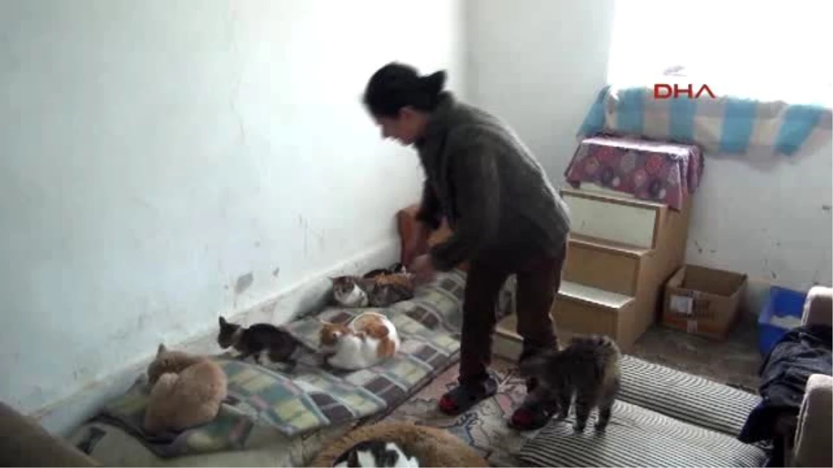 Ankara Hayvansever Bozkurt\'tan \'Kedilerimi Öldürmeyin\' Tepkisi