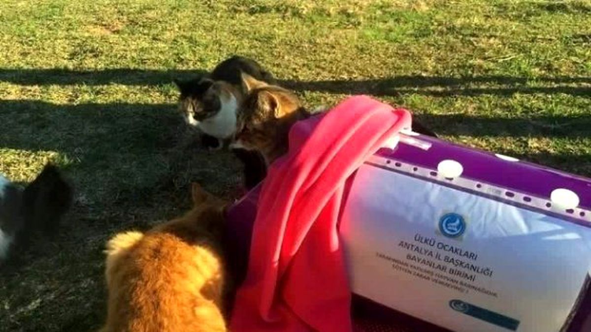 Antalya Ülkü Ocakları Sessiz Canları Unutmadı