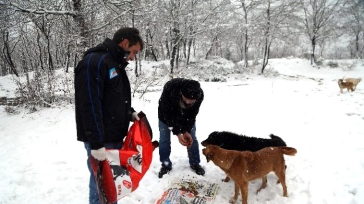 Belediye Ekipleri Sokak Hayvanlarını Besledi