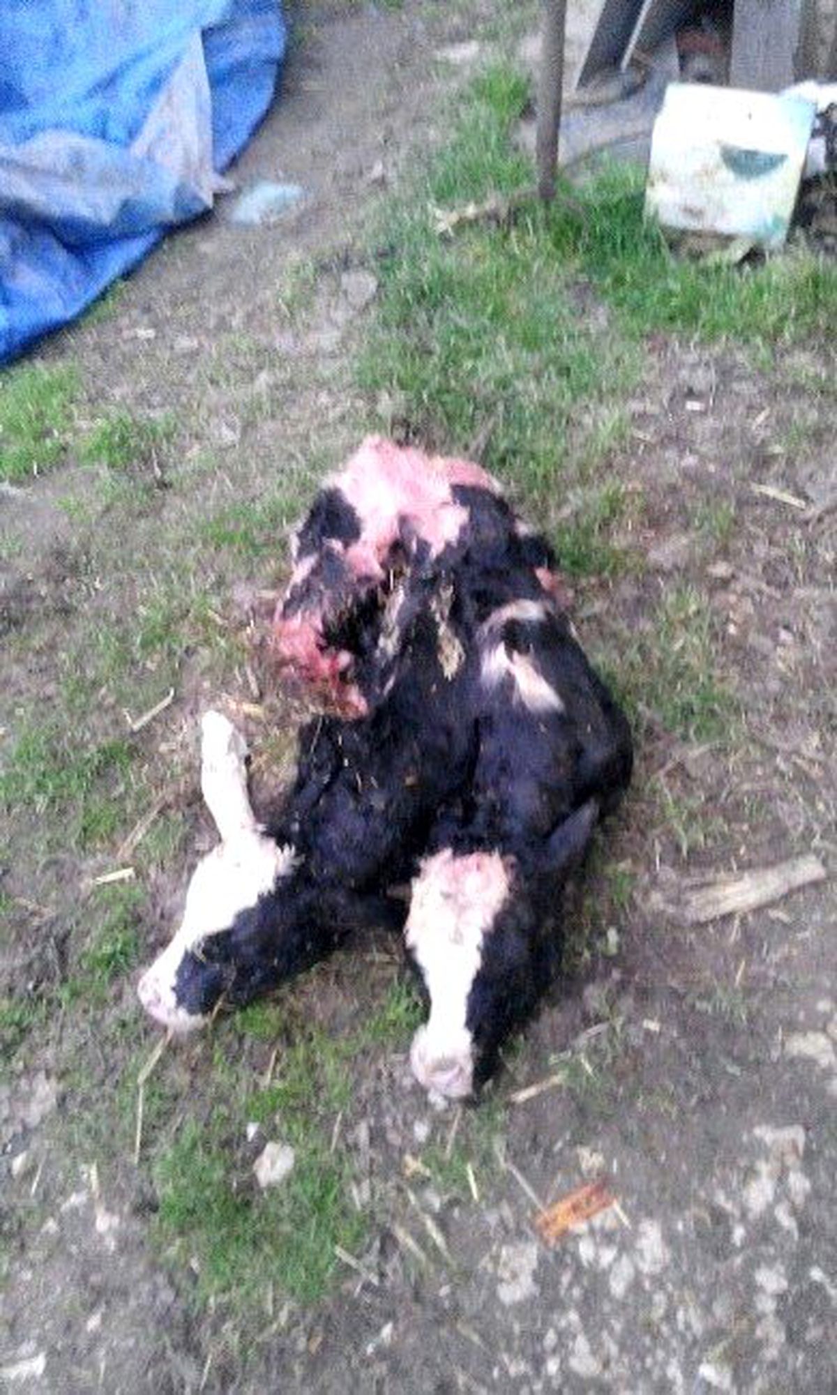 Çift Başlı Buzağı Görenleri Şoke Etti