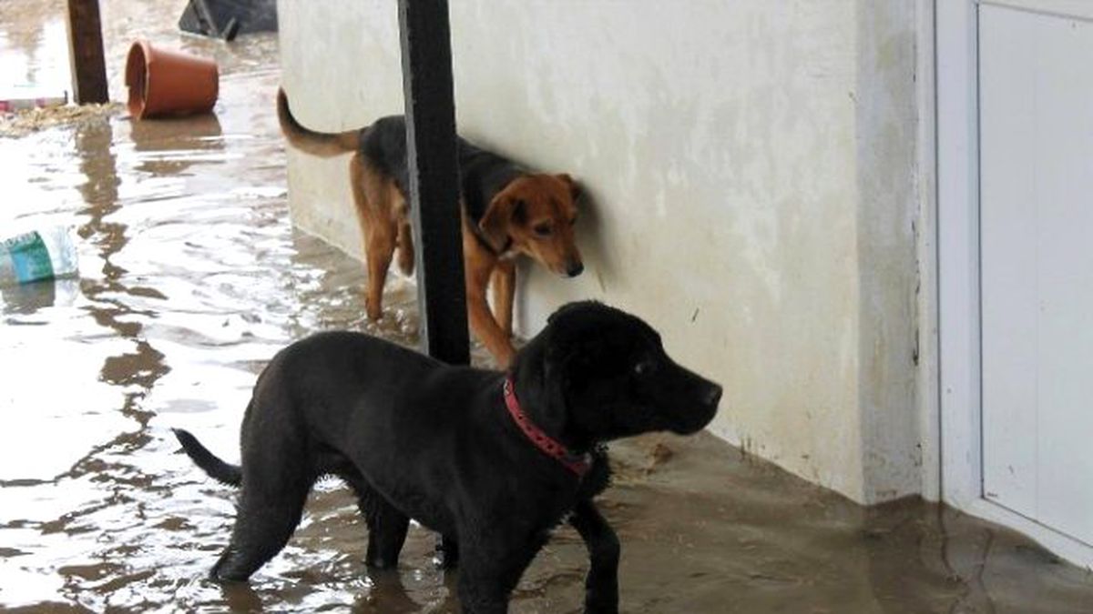 Edirne\'de Taşkında Mahsur Kalan Köpekler Kurtarıldı