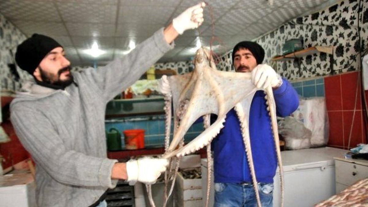 Hakkari\'ye İlk Defa Getirilen Ahtapota Yoğun İlgi