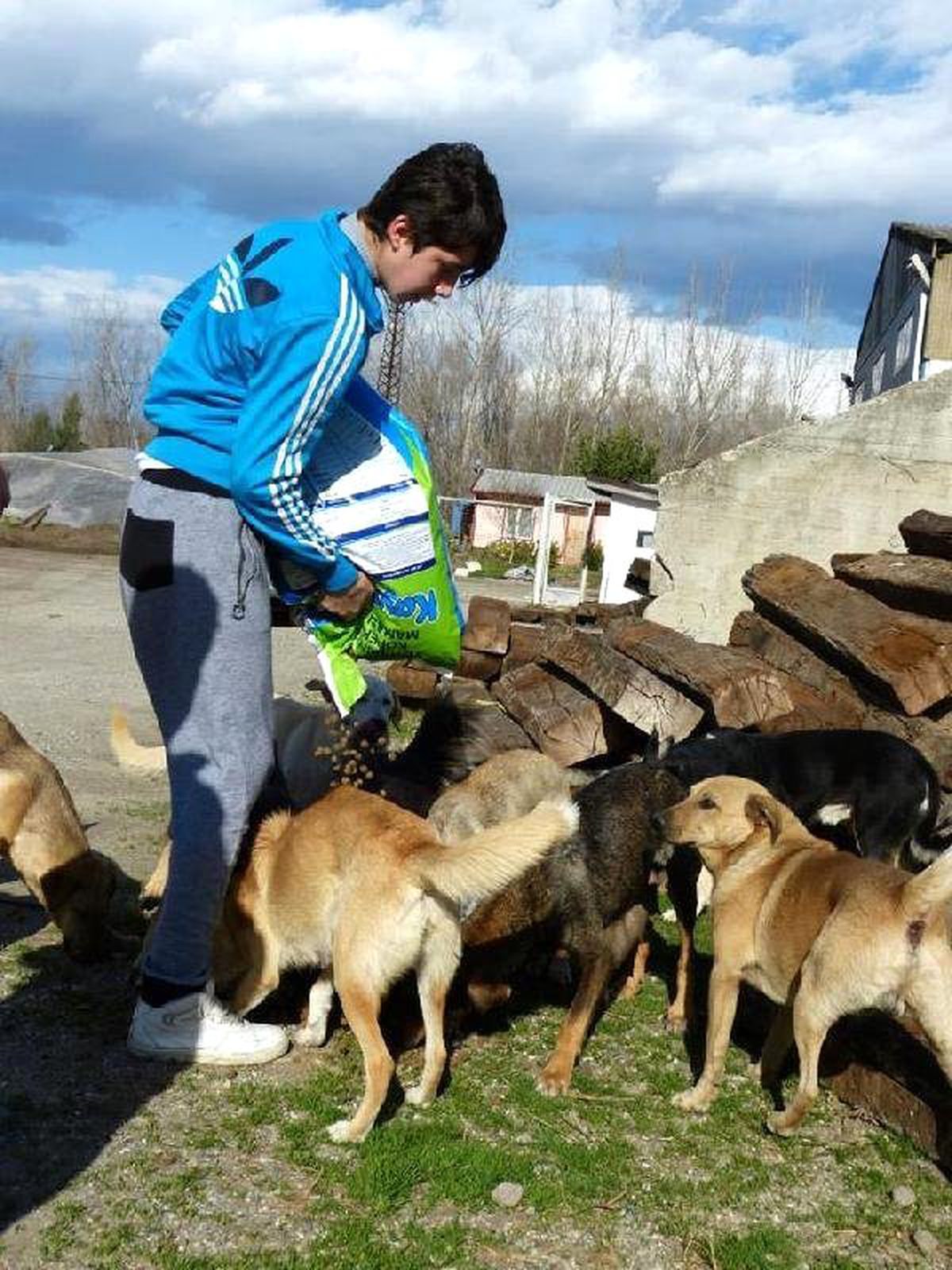 Hayvanseverler Köpekleri Besledi