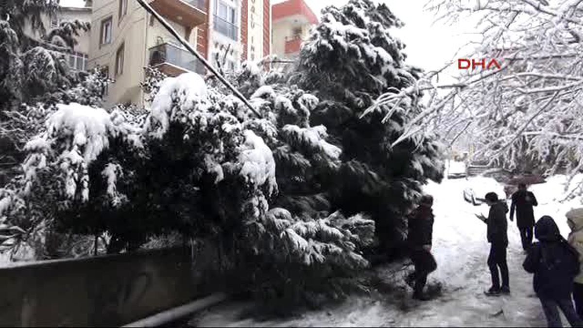 Kartal\'da Ağaç Devrildi