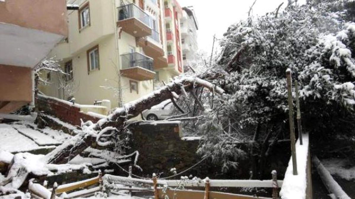 Kartal\'da Ağaç Devrildi