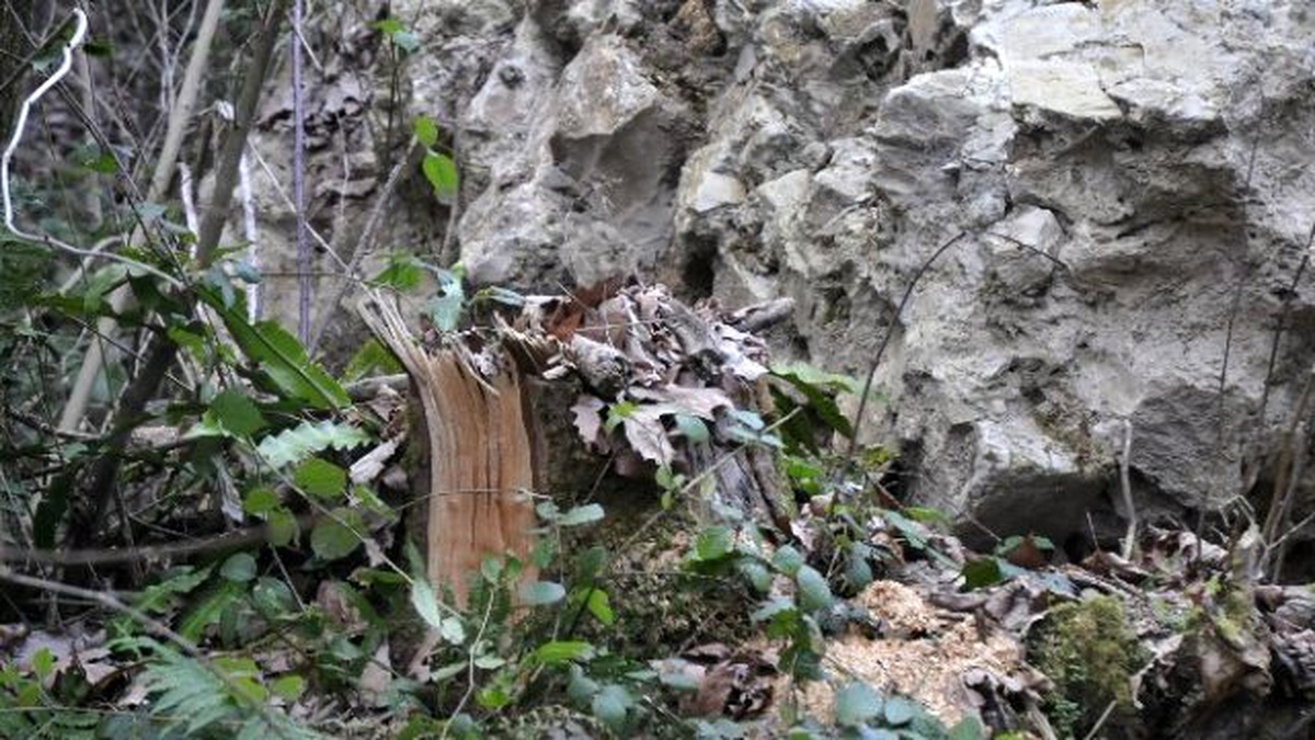 Kurugöl Kanyon Yolunda Esrarengiz Ağaç Kesimleri