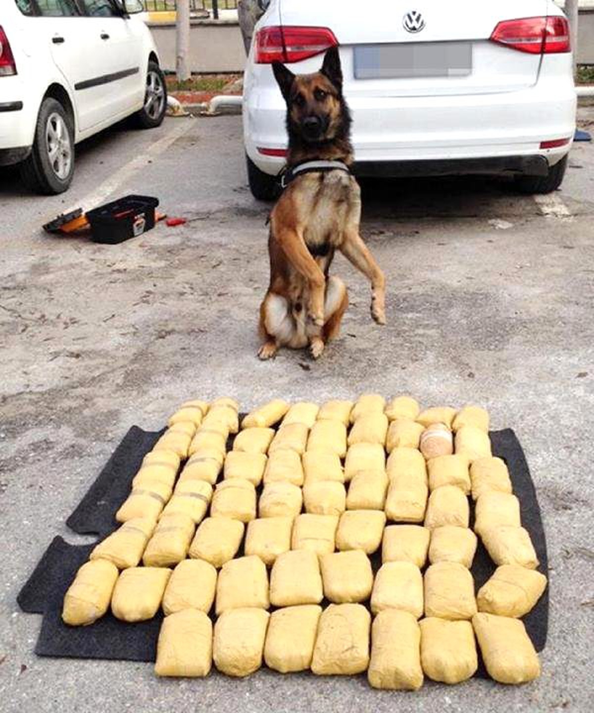 Narkotik Köpeği \'Ben\'in Zafer Pozu