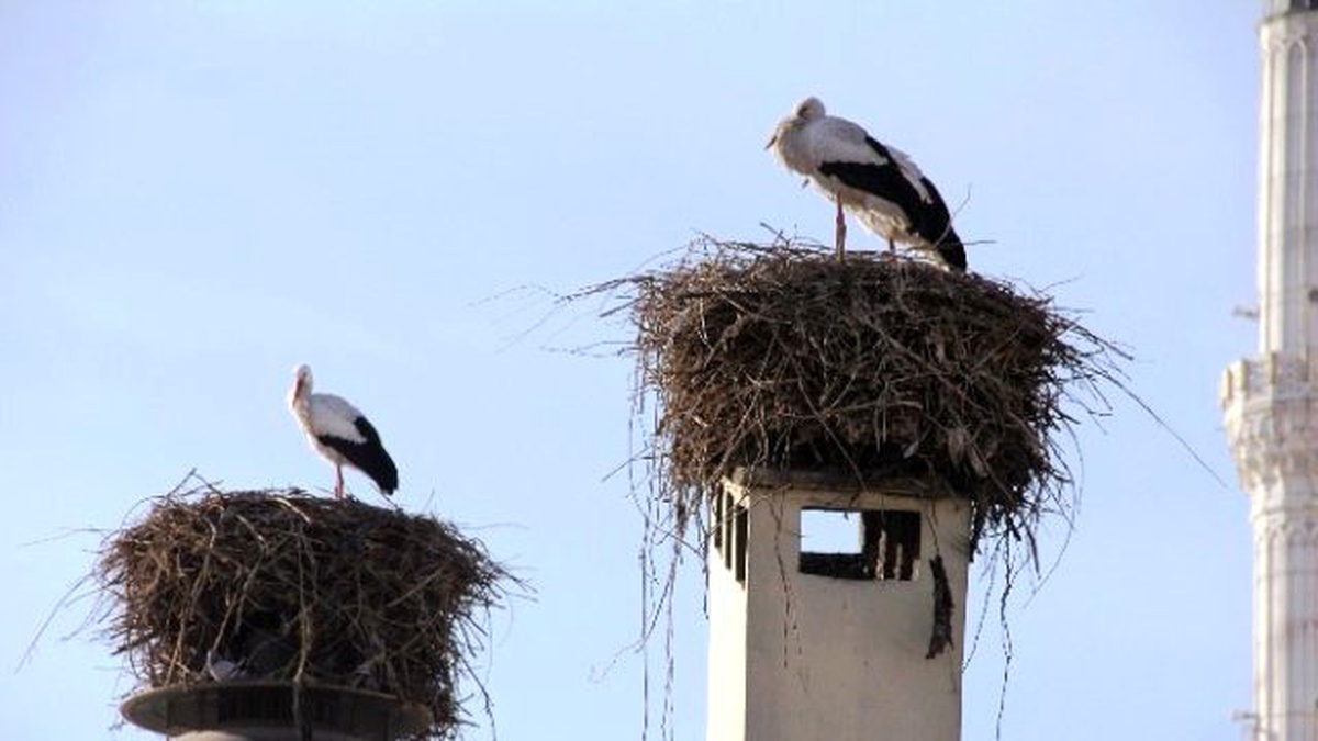 Baharın Habercisi Leylekler Erken Geldi