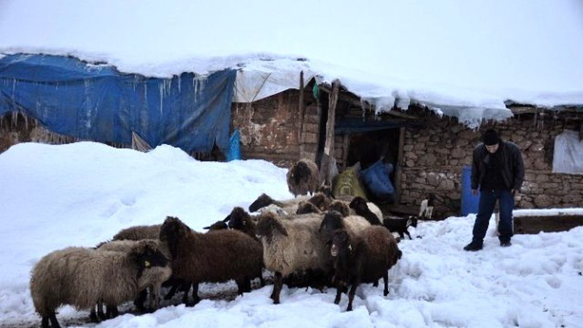 Soğuk Havadan En Fazla Hayvanlar Etkileniyor