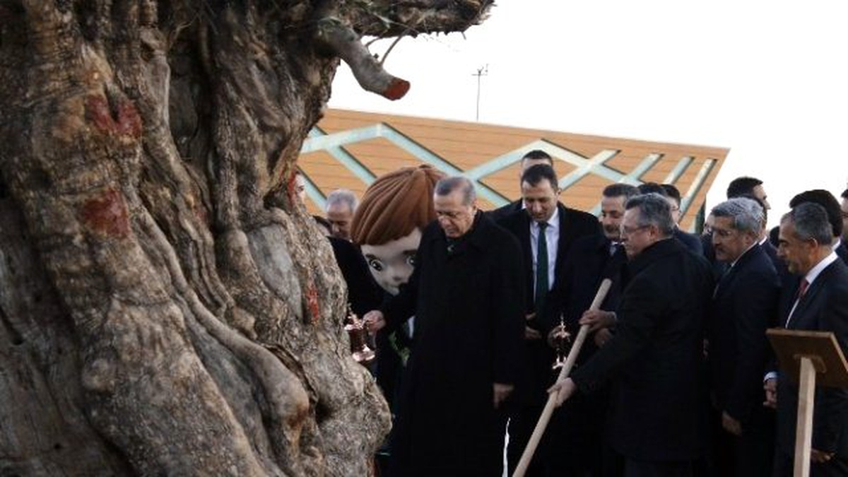 Cumhurbaşkanı Erdoğan, 945 Yaşındaki Zeytin Ağacına Cansuyu Verdi