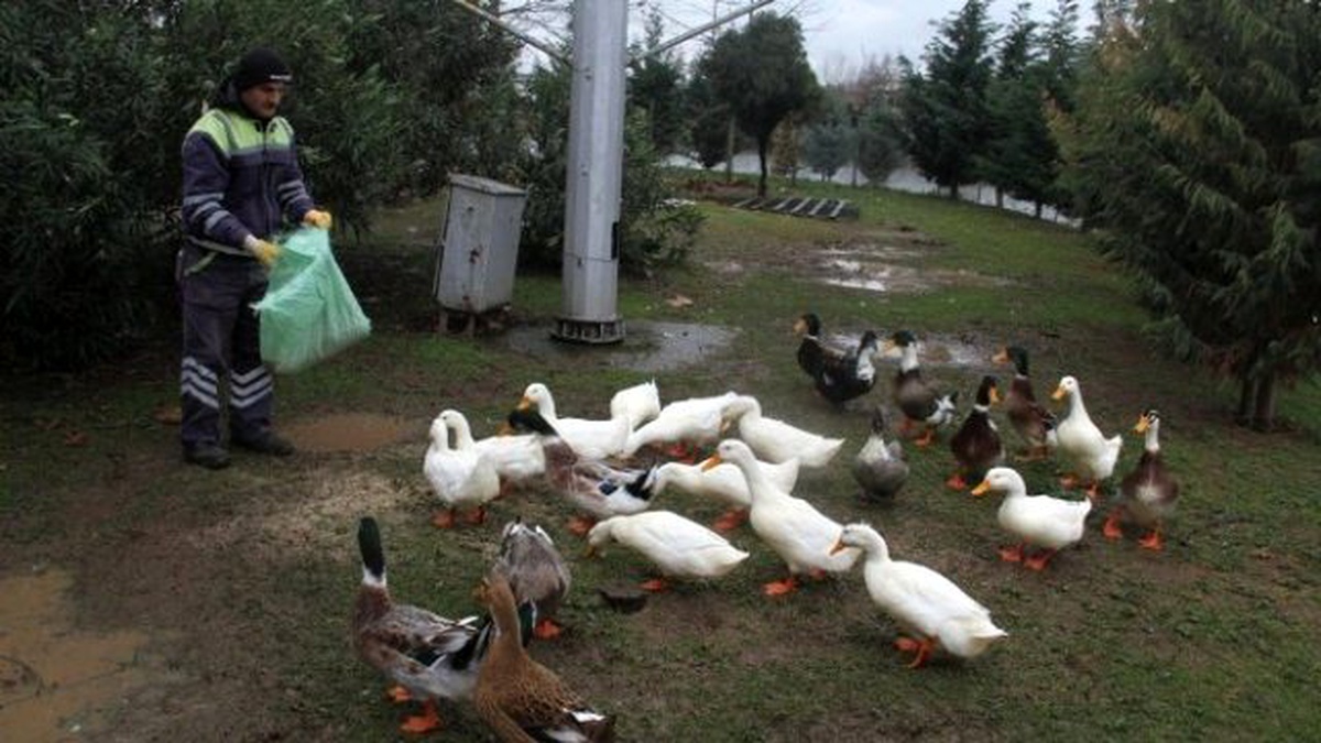Fuardaki Ördeklere Yem Desteği