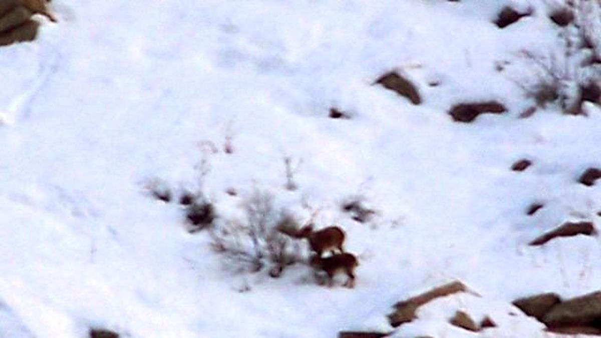 Hakkari'de Aç Kalan Dağ Keçileri Köylere İndi