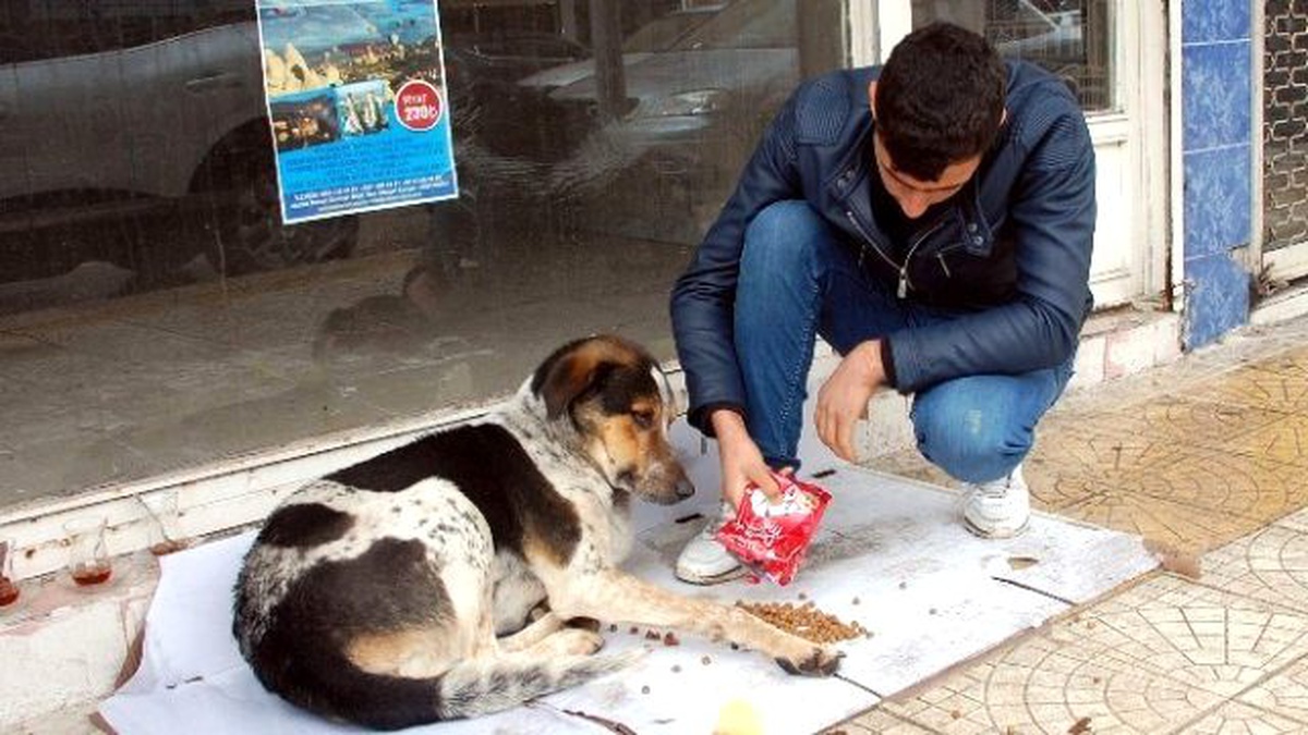 Sokak Hayvanlarına Vatandaşlar Sahip Çıkmaya Çalışıyor