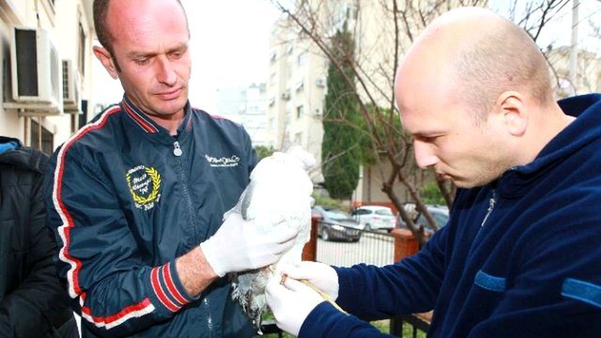 Yaralı Martı Hayata Tutundu