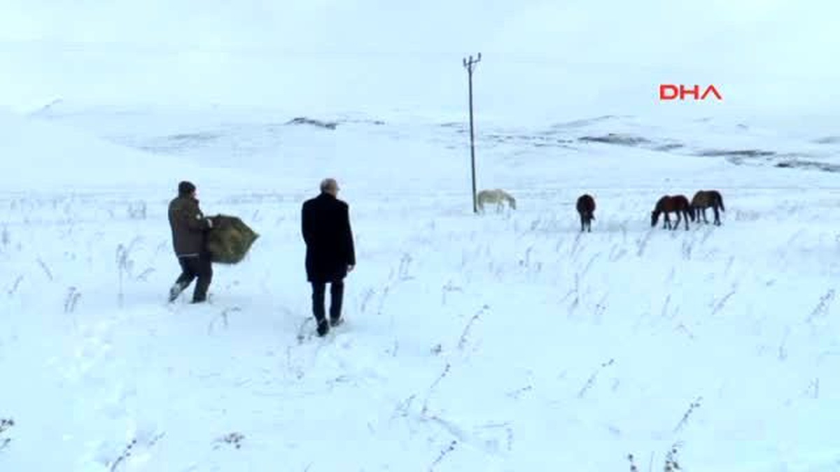 Ardahan Yılkı Atlarının Yaşam Mücadelesi