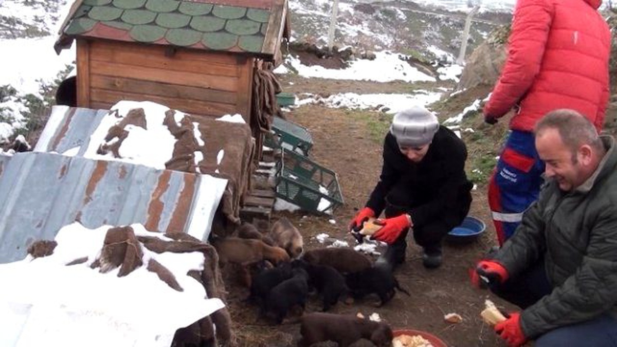 Belediye Sokak Hayvanlarına Sahip Çıktı