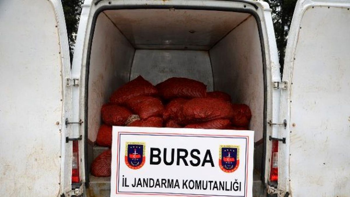 Bursa\'da 1 Ton 200 Kilo Kaçak Midye Ele Geçirildi