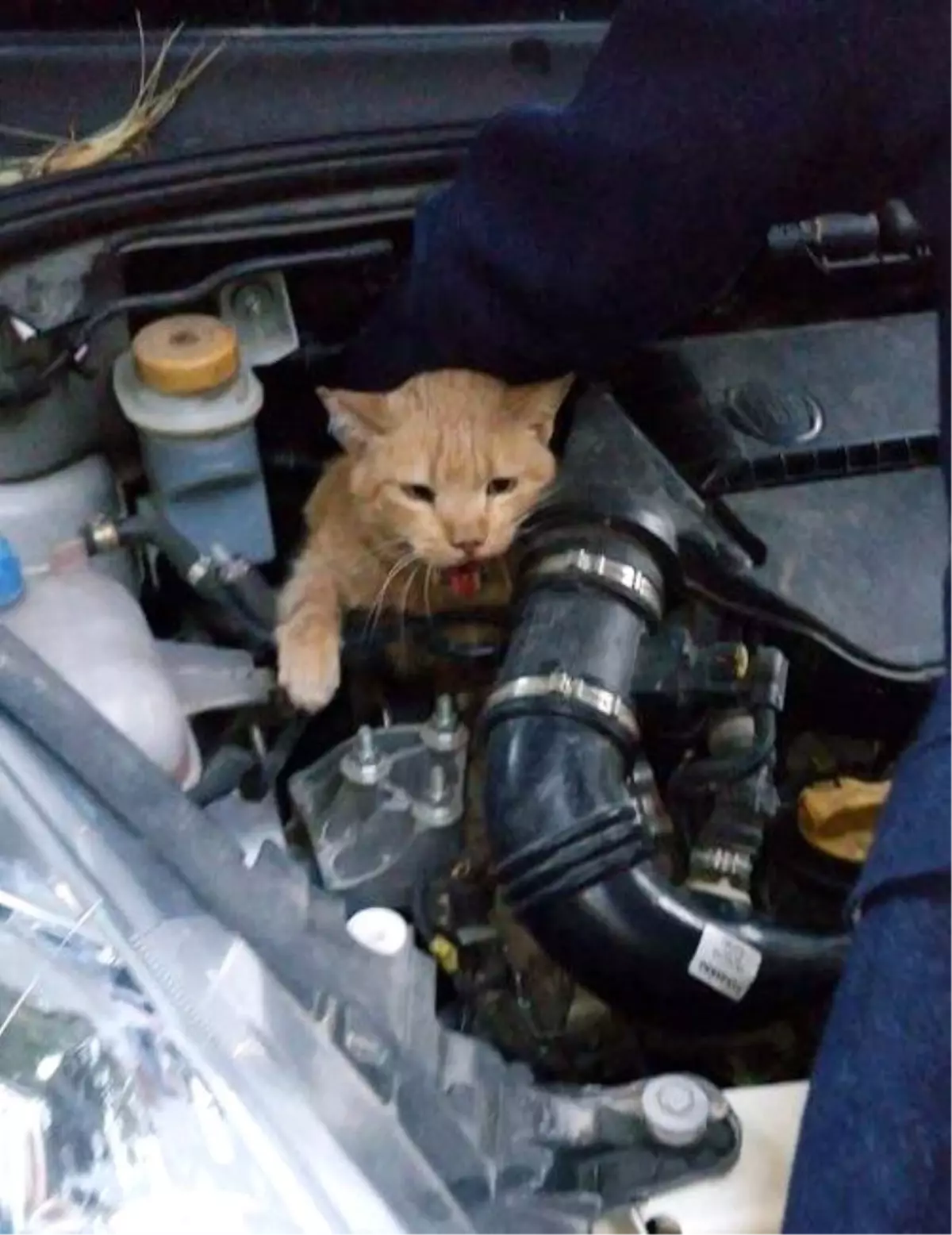 Isınmak İçin Araç Motoruna Giren Kedi Belediye Personelini Harekete Geçirdi