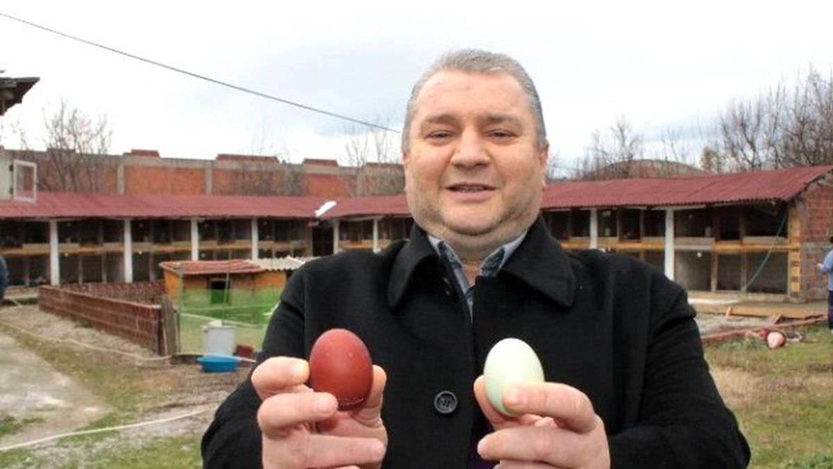 Süs Tavukları Rengarenk Yumurtluyor